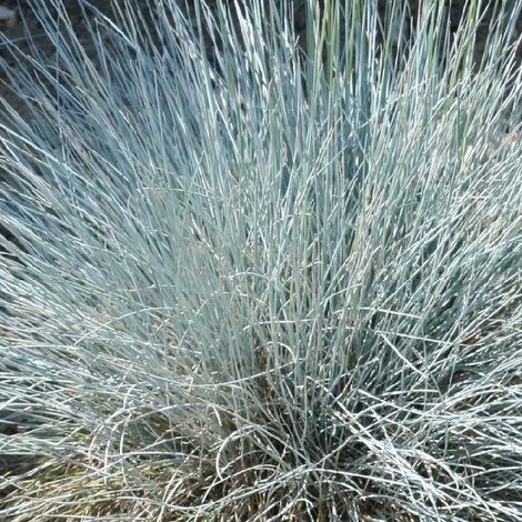 4 x Fétuque bleue  - Festuca glauca 'Uchte'  - godet 9x9 cm