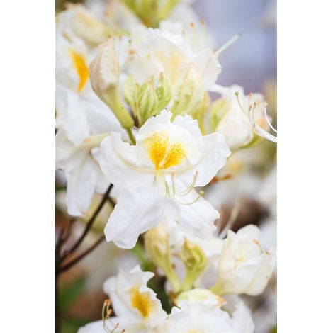 Sommergrüne Azalee 'Schneegold' Rhododendron lut.'Schneegold' C 5 40-  50