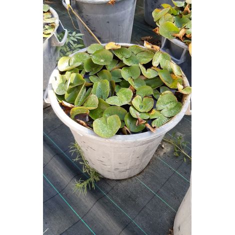 Nymphaea