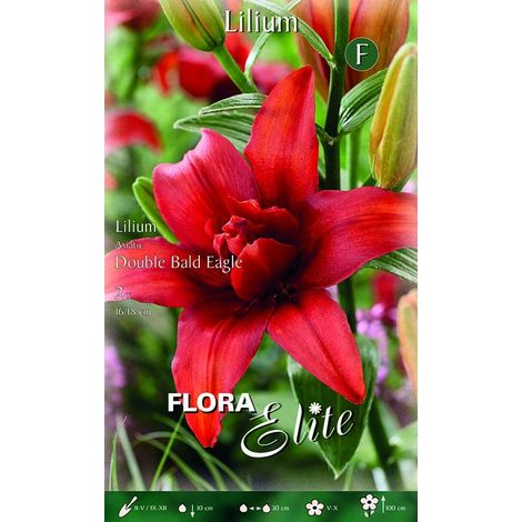 Lilium Giglio Double Bald Eagle (CONFEZIONE DA 2 BULBI)