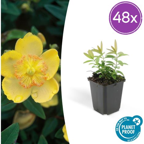 Lot de 48 Millepertuis Hypericum calycinum Plantes Couvre-sol Fleurs Jaunes Pot Ø 9 cm 10-25 cm - PANGIVO (1/5)