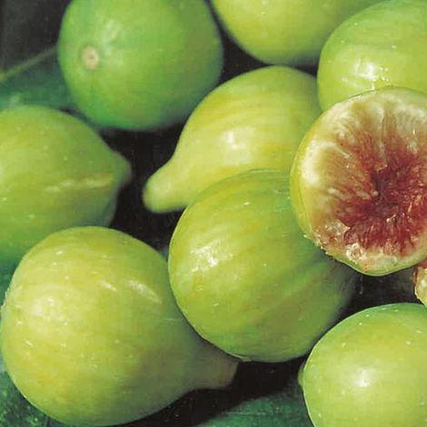 PIANTA DA FRUTTO FICO BROGIOTTO BIANCO in vaso 20 età 2/3 anni (foto reali)