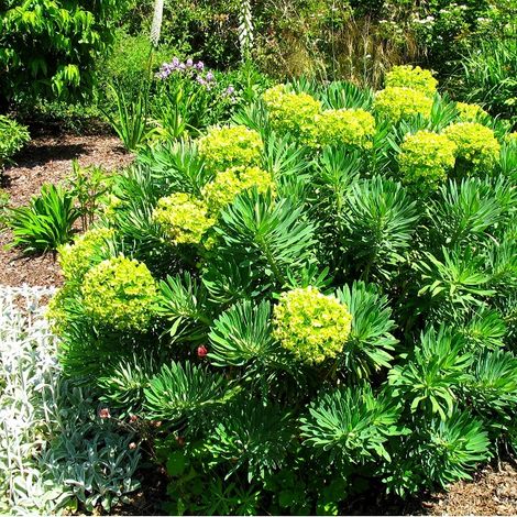4 x Euphorbe des vallons - Euphorbia characias - godet 9x9 cm