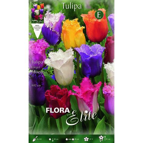 TULIPANO SFRANGIATI MIX DI COLORI (CONFEZIONE DA 7 BULBI)