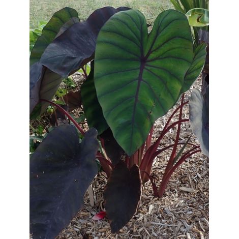 Taro, Madère, Chou-Chine 'Madeira' Pot de 3L/4L