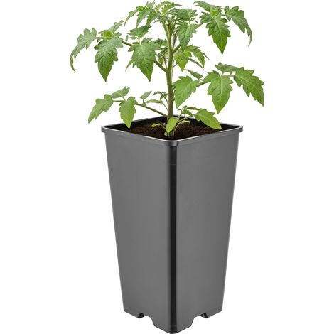 Garronda Pflanztopf Kunststoff hoch 11 x 11 x 21,5 cm (2L) eckig mit Drainagelöchern Blumentopf PP Pflanzgefäß für Garten Gewächshaus Balkon Anzucht Innen Außenbereich Schwarz GD-0201