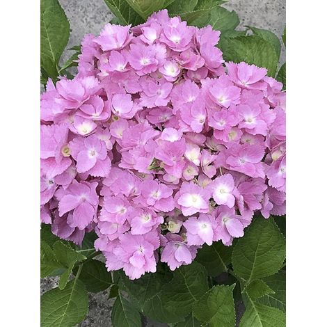 Hortensia 'Belle Séduction' Pot de 7,5L/10L (1/2)