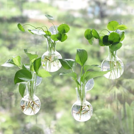Station De Propagation - Vase Bulbe En Verre Avec Ventouse - Pour Fenêtre Ou Surface Lisse - Lot De 4 (1/5)