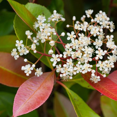 Photinia fraseri Cassini marbré rose 40cm en pot (1/3)