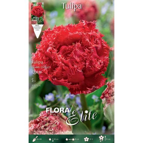 TULIPANO MULTIFIORI FRINGED DOUBLE QATAR (CONFEZIONE DA 5 BULBI)