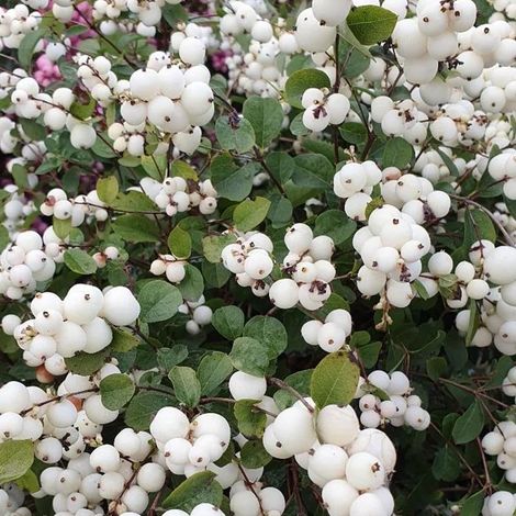 1 PIANTA DI SYMPHORICARPOS MAGICAL GALAXY ALBERO DELLE PERLE VASO DA 13CM VARIETA' ASSORTITE PIANTE DA ESTERNO (1/3)