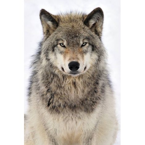 Tableau sur toile regard de loup 65x97 cm - Impression sur Toile Murale Décorative - Image imprimée en HD sur Toile - Toile sur Châssis en Bois FSC - Fabriqué en France (1/5)
