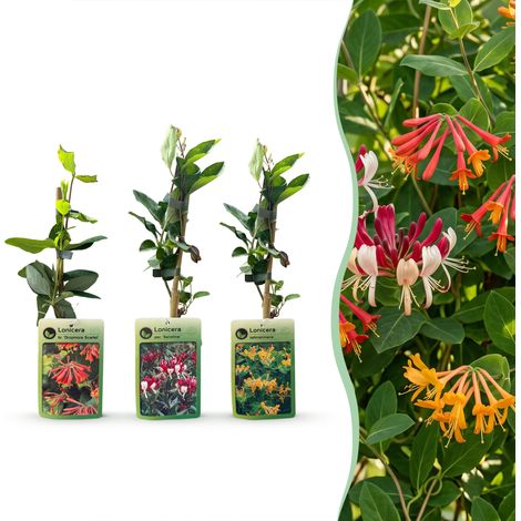 Plante Grimpante Lonicera Tricolour pour Mur Clôture et Façade Ø 9 cm H 35 cm Lot de 6 (1/5)