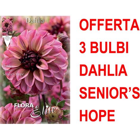 OFFERTA 3 BULBI DAHLIA DECORATIVE SENIOR'S HOPE BULBS