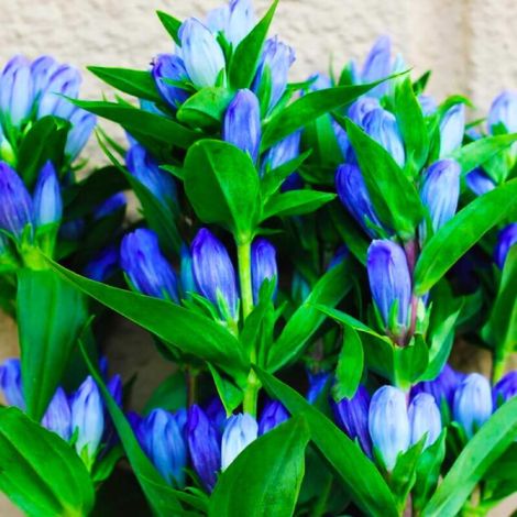 3 Gentianes Makinoi 'Blue Star' (Gentiana)