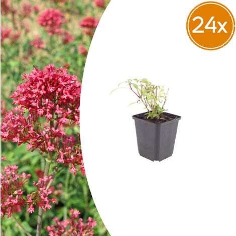 24x Valériane Rouge Centranthus ruber 'Coccineus' Plante Vivace Fleurs Rouge Rosé 10-25 cm Ø 9 cm - PANGIVO (1/5)