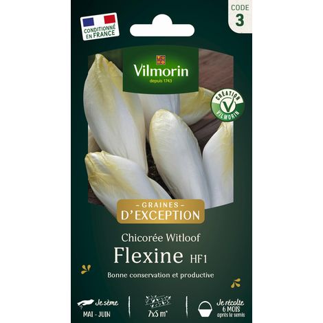 Vilmorin Chicorée Witloof (endive) Flexine HF1 (1/2)