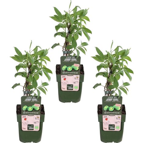 Lot de 3 Mini-kiwis Actinidia arguta 'Issai' Kiwaï Autofertile Bio Hauteur 45 cm - PANGIVO (1/4)