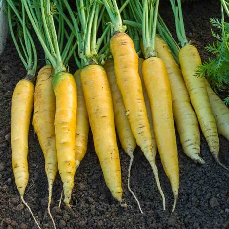 Carotte Jaune Obtuse du Doubs - Légumes d'Autrefois Vilmorin (1/2)