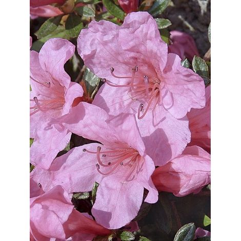 Azalée japonaise 'Mme Van Hecke' Pot de 2L/3L (1/5)