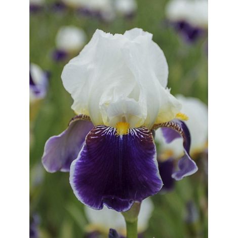 Iris des jardins 'Wabash' Rhizome, Calibre 4/6