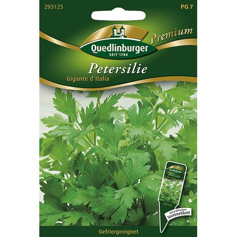Quedlinburger Saatgut – Persil plat « Gigante d'Italia » – Graines d'herbes aromatiques, grandes feuilles lisses, bisannuel