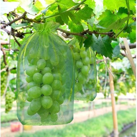 Pack of 100 protective bags for grape bunches, 30x20 cm – Green organza fabric – Protection against birds and wasps – Reusable (1/5)