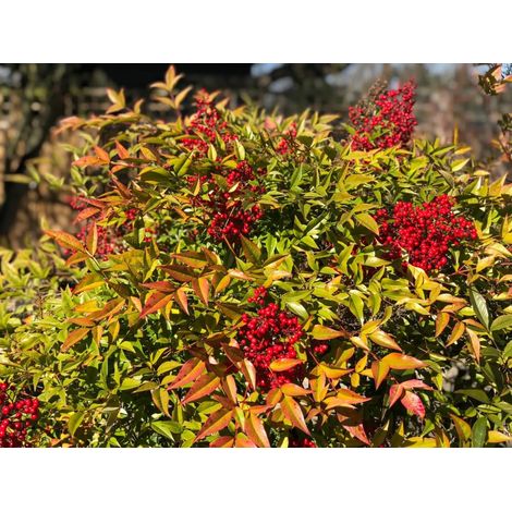Gardenaria Nandina domestica - Arbusto ornamentale da giardino - Altezza: 50/60 cm (vaso24)