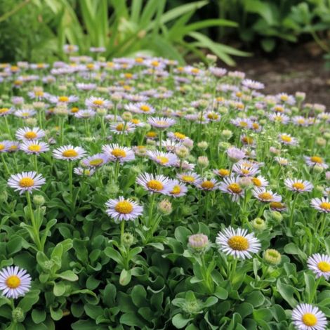 Vergerette glauque Beachboy Blue, Erigeron/Godet - 5/20 cm
