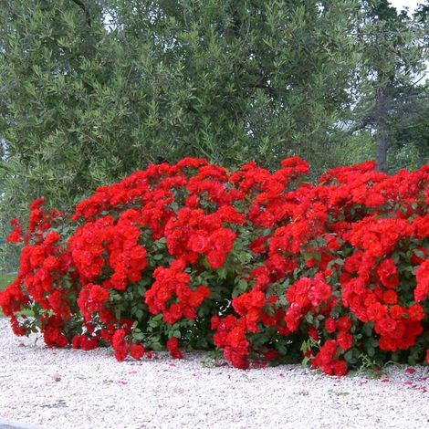 Gardenaria Rosa paesaggistica 'La Sevillana' - Rosa da giardino - Altezza: 25/30 cm (vaso19) (1/5)