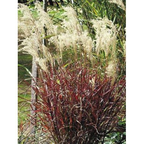 Eulalie, Roseau de Chine 'Dronning Ingrid' Pot de 1,5L/2L (1/4)
