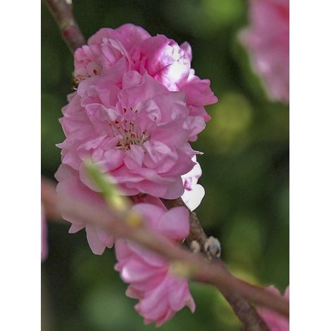 Pêcher 'Taoflora Pink' Pot de 7,5L/10L, Baliveau