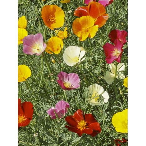 Pavot de Californie 'Garden mix' le sachet de 550 graines (1g) (1/2)
