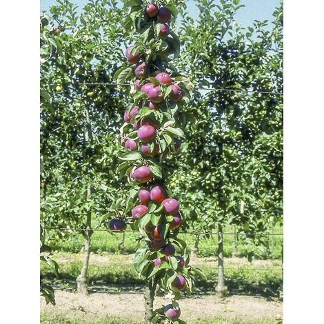 Pommier colonnaire 'Villandry Delcoti' Pot de 7,5L/10L, Colonnaire