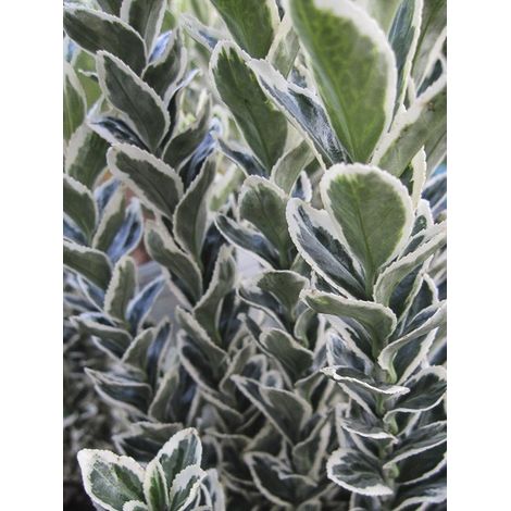 Fusain du Japon 'White Spire' Pot de 2L/3L (1/2)