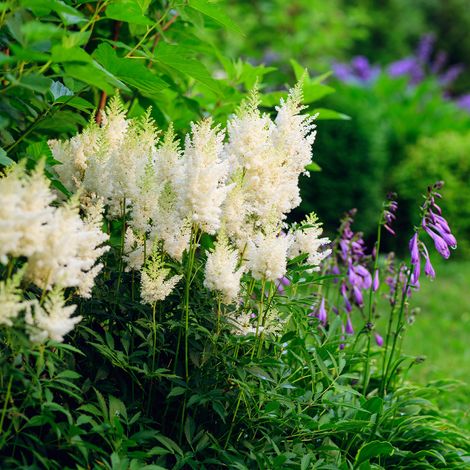 Bloomique - Lot de 6 - Astilbe Astary White - Fausse spirée - Plante de Jardin - Floraison abondante - Rustique - Vivace - Hauteur 10-20 cm - Pot 9 cm