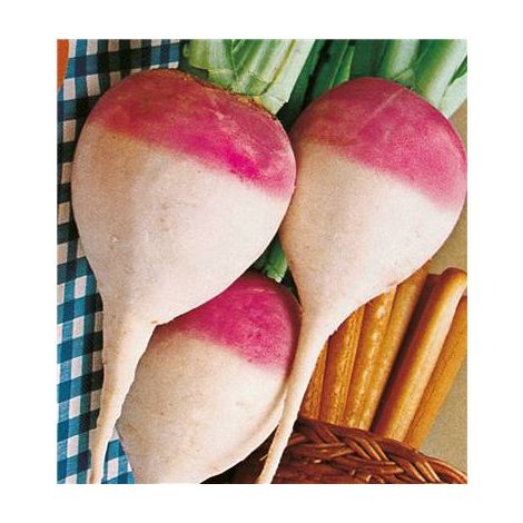 NAVET FOURRAGER NORFOLK - 100 G