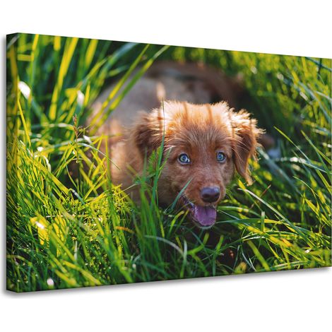 Leinwanddruck „Tiere: Hund im Gras“, 90 x 60 cm