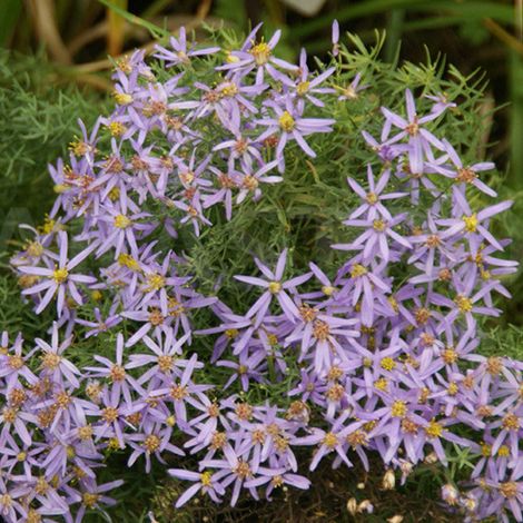 4 x Aster à feuilles de sedum 'Nanus' - godet 9x9 cm (1/5)