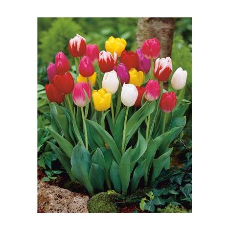 MELANGE 50 TULIPES +10 OFFERTES