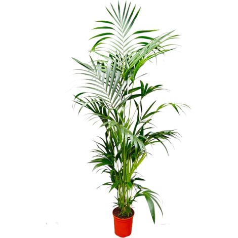 Palmier Kentia Plante d'Intérieur Tropicale Élégante Vert Hauteur 200 cm Pot ø24-30 cm - PANGIVO (1/4)