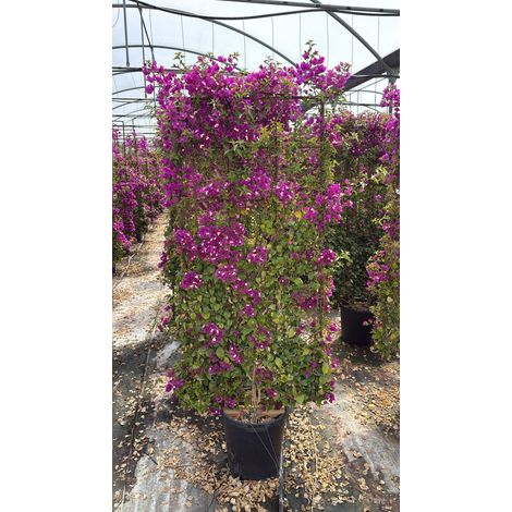 BOUGAINVILLEA SANDERIANA ESPALIER 40 (L.75 - H.160) (1/4)