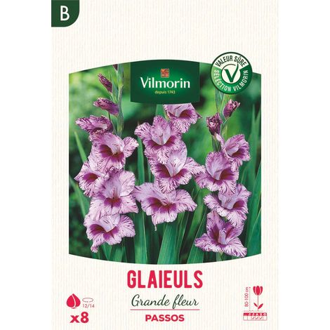 Glaïeuls Grande Fleur Passos (x8) Vilmorin