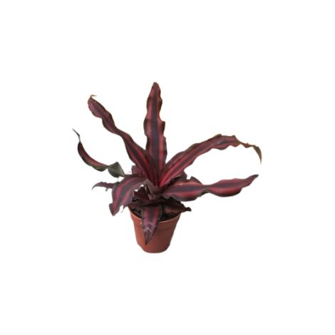 Criptantus