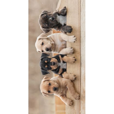 Drap de Plage en coton - 70 x 140 cm - Imprimé chiots - Livraison gratuite (1/2)