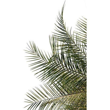 Tableau Palmier canaria II - 50x80cm - made in France (1/5)