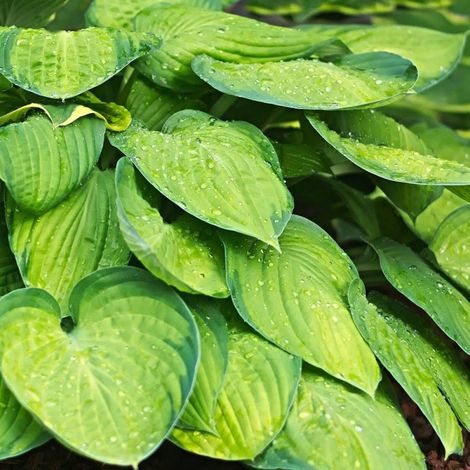 Hosta June®/Pot de 0.5L - 10/20 cm (1/5)