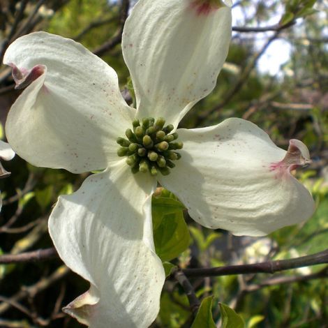 Cornouiller de Hong Kong, Cornus/Pot de 4L - 40/60 cm