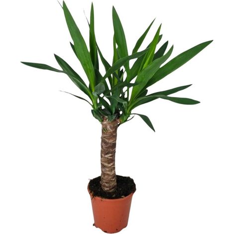 Yucca plante d’intérieur et extérieur feuillage architectural pot 14 cm hauteur 60 cm - PANGIVO (1/5)