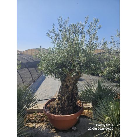 OLEA EUROPAEA BONSAI CIOTOLA 90 CRF.100/140 Lt.160 (1/4)